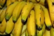 Imagen de Plátano de Canarias